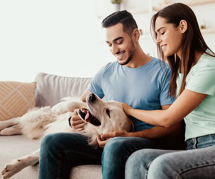 Comprehensive strategies for responsible dog ownership and care
