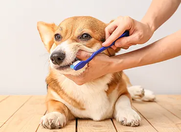 Dental hygiene and oral care essentials