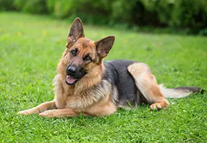 German shepherd