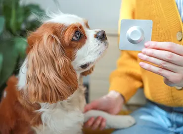 Parasite prevention and seasonal treatments