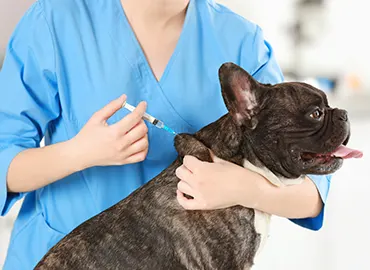 Regular vaccination and immunity protocols