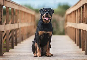Rottweiler