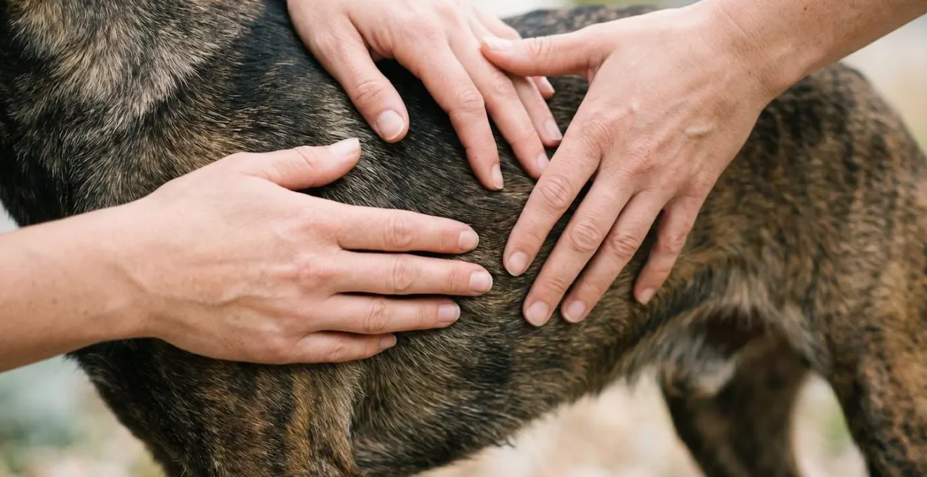 Close-up of hands gently feeling a dog's ribs to perform a body condition score check.