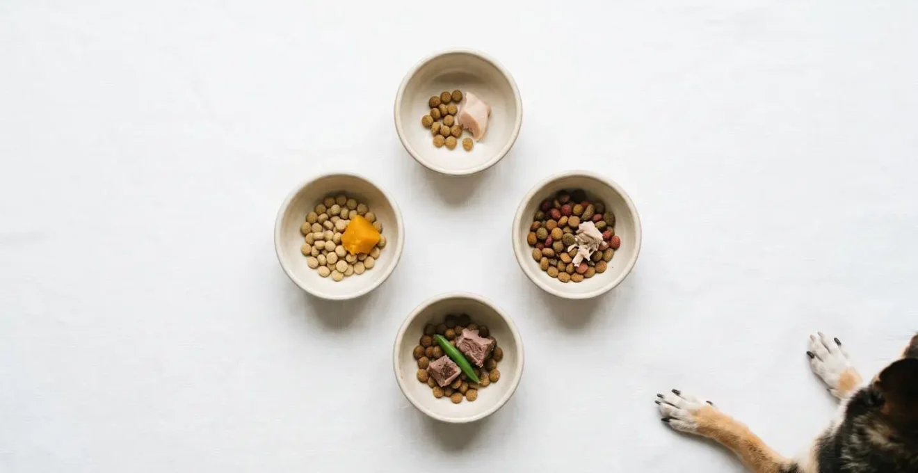An arrangement of four small bowls of kibble in a circle, visualizing a frequent feeding schedule for a tiny breed dog.