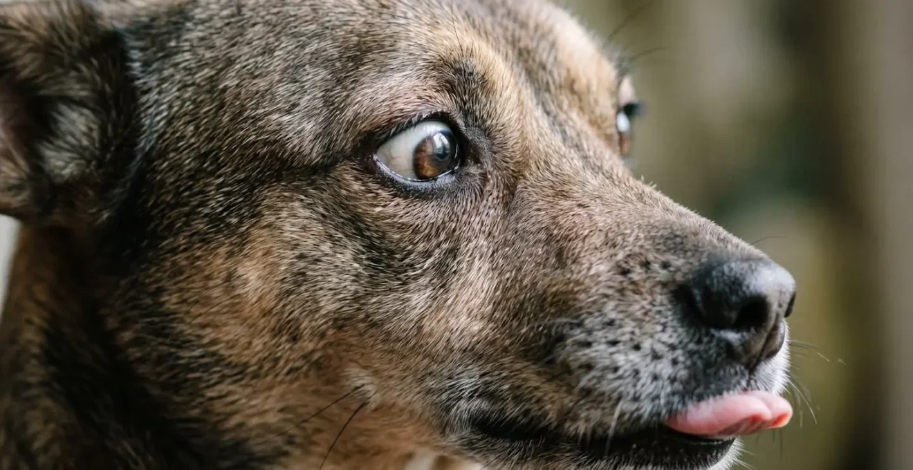 Close-up of dog displaying whale eye and lip licking stress signals