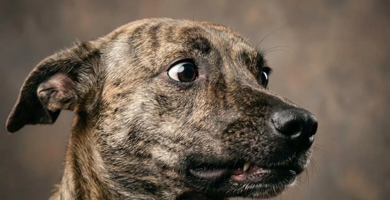 Close-up comparison of fearful versus resource guarding body language in dogs