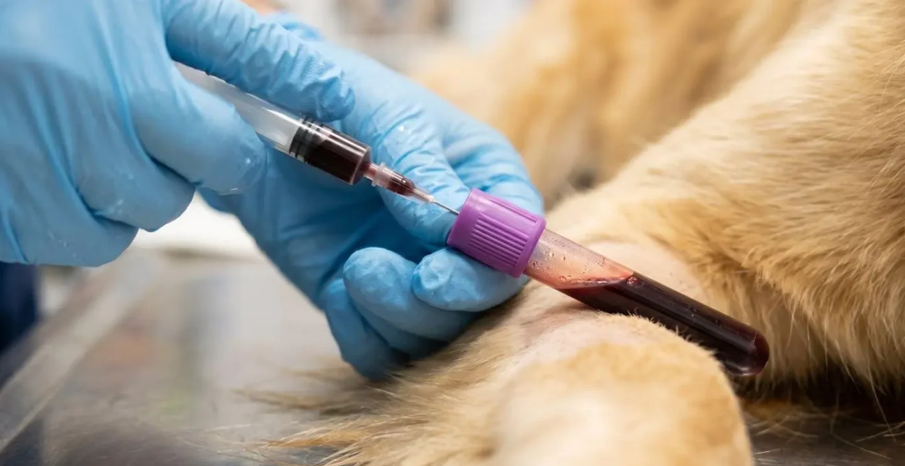 Close-up of veterinary technician preparing blood sample with dog in soft focus